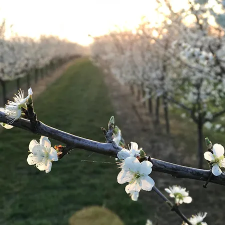 Maisonette-ferienwohnung In Feldrandlage Bergstrasse Naehe Heidelberg