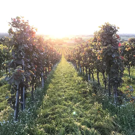 Maisonette-ferienwohnung In Feldrandlage Bergstrasse Naehe Heidelberg * Hirschberg an der Bergstraße